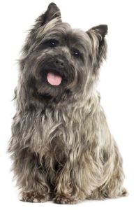 Front view of a Cairn Terrier sitting, panting, isolated on white